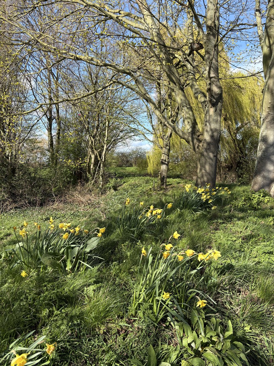 Wesenior's tweet photo. @Hudsonweather Gorgeous afternoon by the canal in Castleford today https://t.co/N2bJ96B8u9