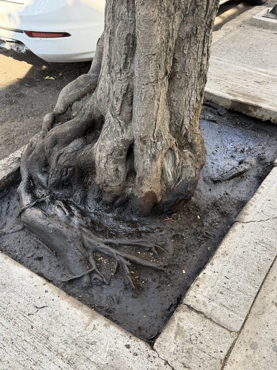 🎙️ ᗰᖇ. ᑕíᐯIᑕO ®🇲🇽₿ ✖️ tweet media