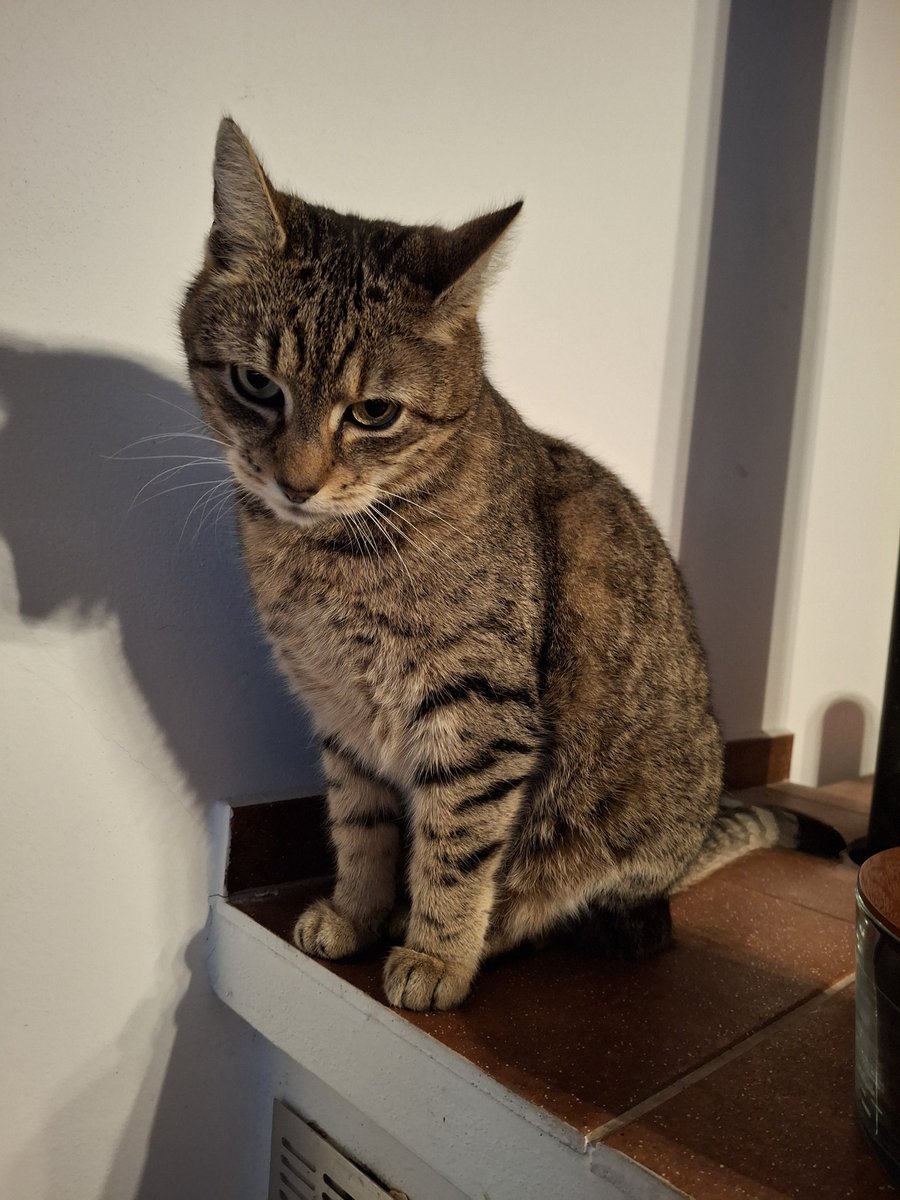 Gabriela Šťastná 🇨🇿🇺🇦 tweet media