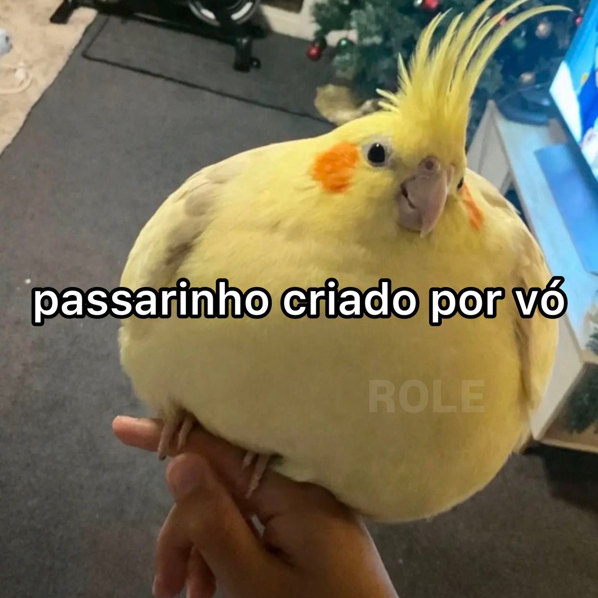 Rolê Aleatório tweet media