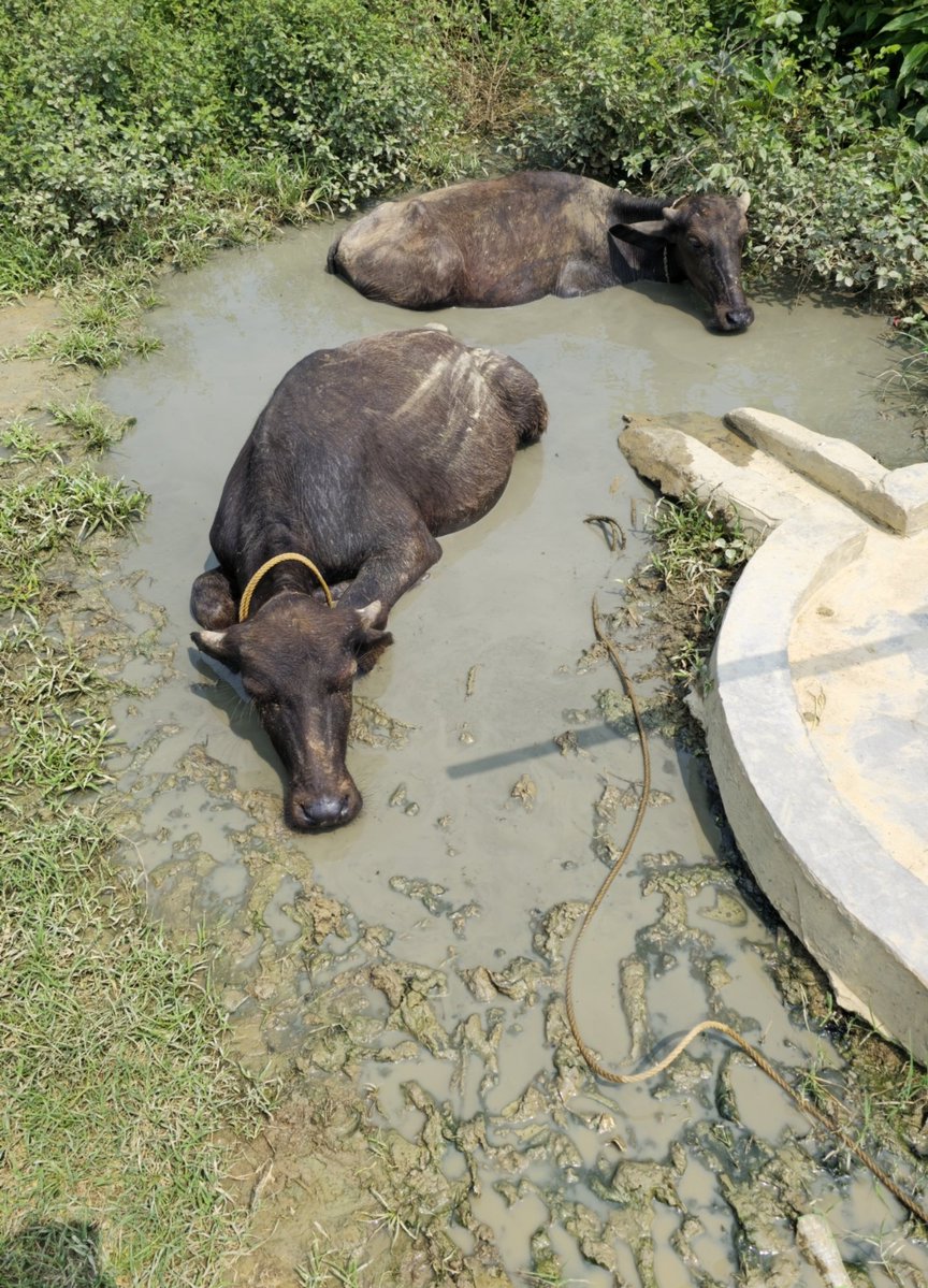 Sodhi Saab tweet media