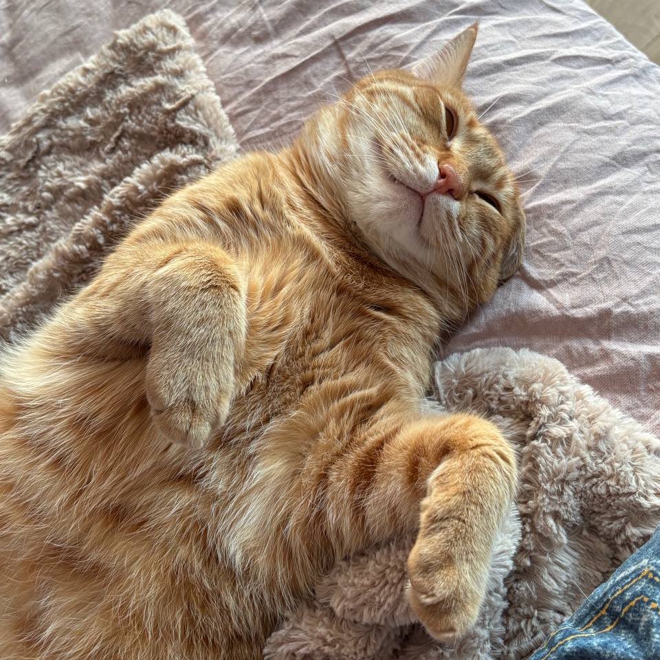 зарєма заубієвна tweet media