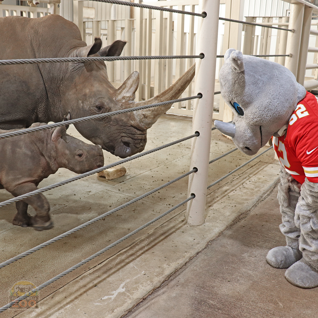 RollingHillsZoo tweet media