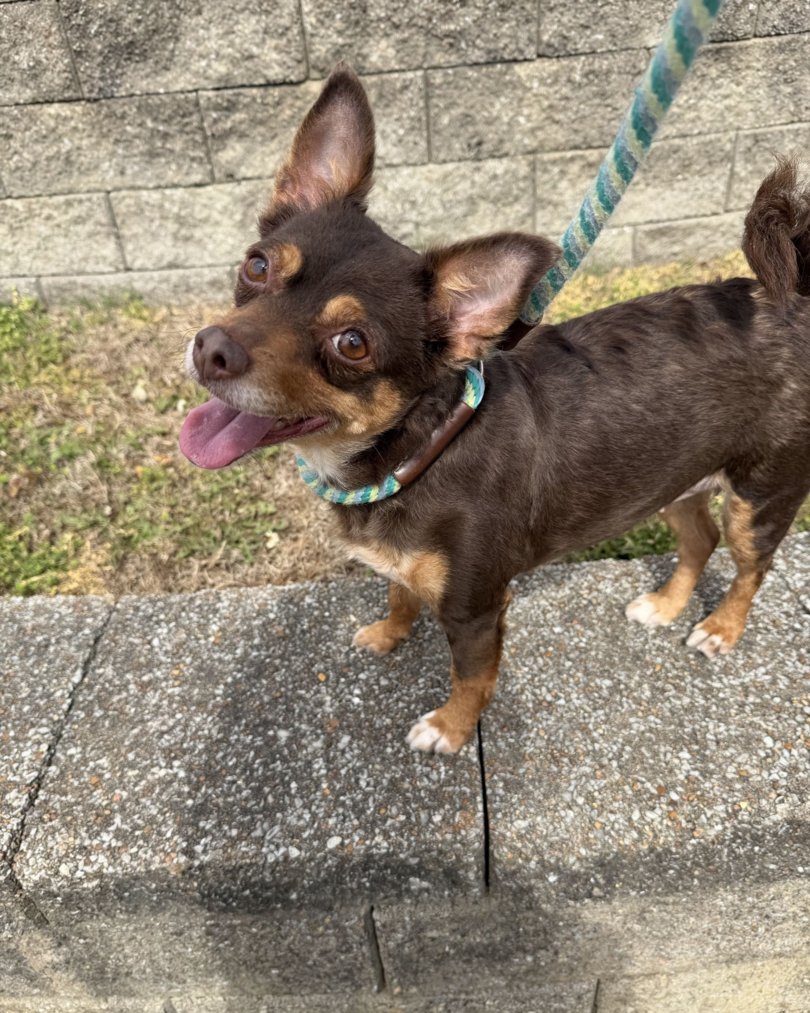 Memphis Humane Society tweet media