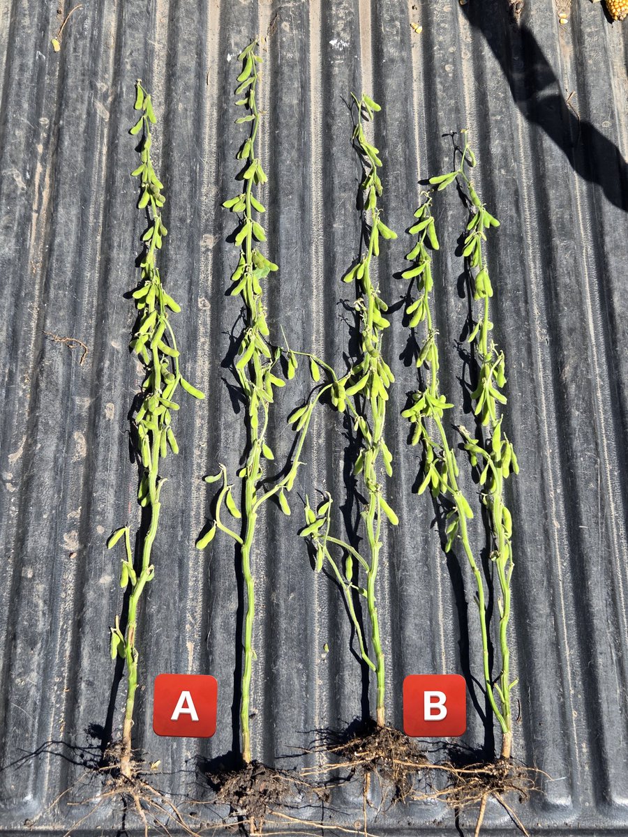 Renzo Basso 🌽🌾🌱🚜📸 tweet media