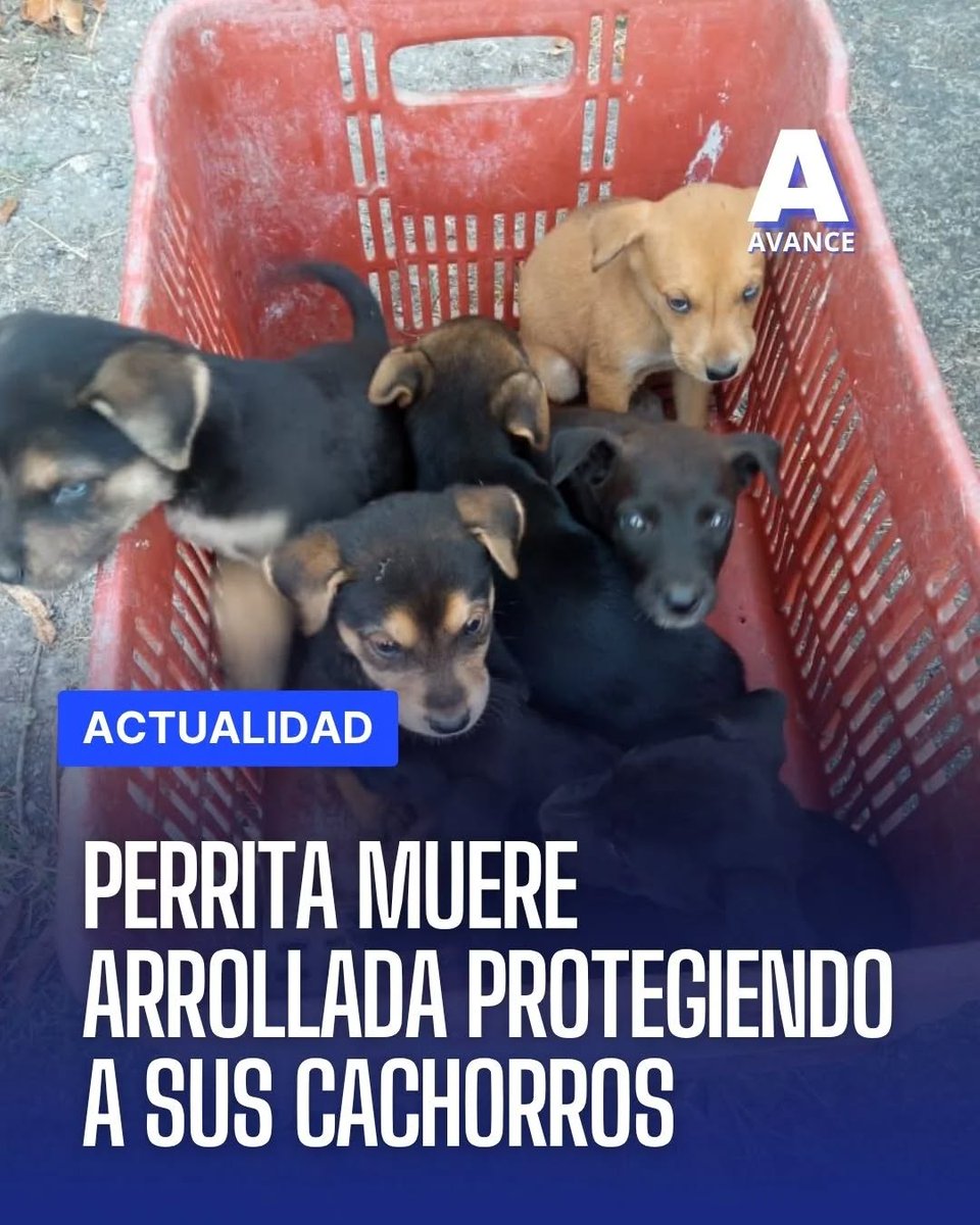 Carolina tweet media