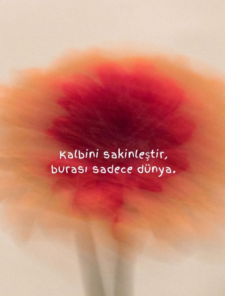 sevgili sukulent tweet media