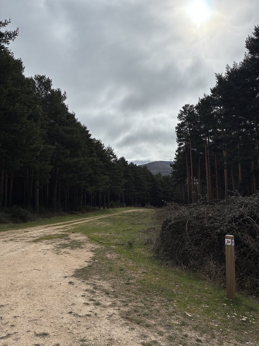 EdRojasBr's tweet photo. En el marco d 1 viaje d prácticas d la titulación d ⁦@IngForestal50⁩ d ⁦@eamnupv⁩ hemos visitado hoy Segovia guiados por Javier Plaza ⁦@ingdemontes⁩ ⁦@naturalezacyl⁩ claras aplicadas a repoblaciones d 50 y 70 años, el trabajo d las procesadoras en el monte https://t.co/85bCVUnIsS