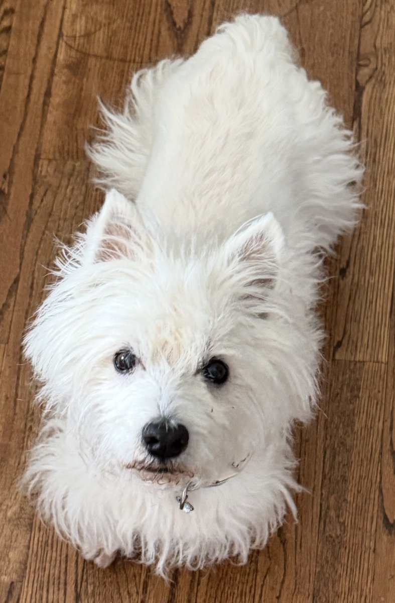 Traditional Thoughts tweet media