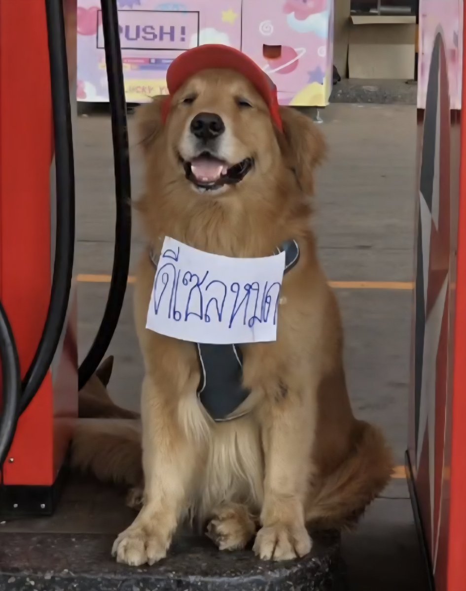 𖡼𖤣𖥧 𝓪𝓶𝓪𝓻𝓮𝓷𝓪 𖥧𖤣𖡼 tweet media