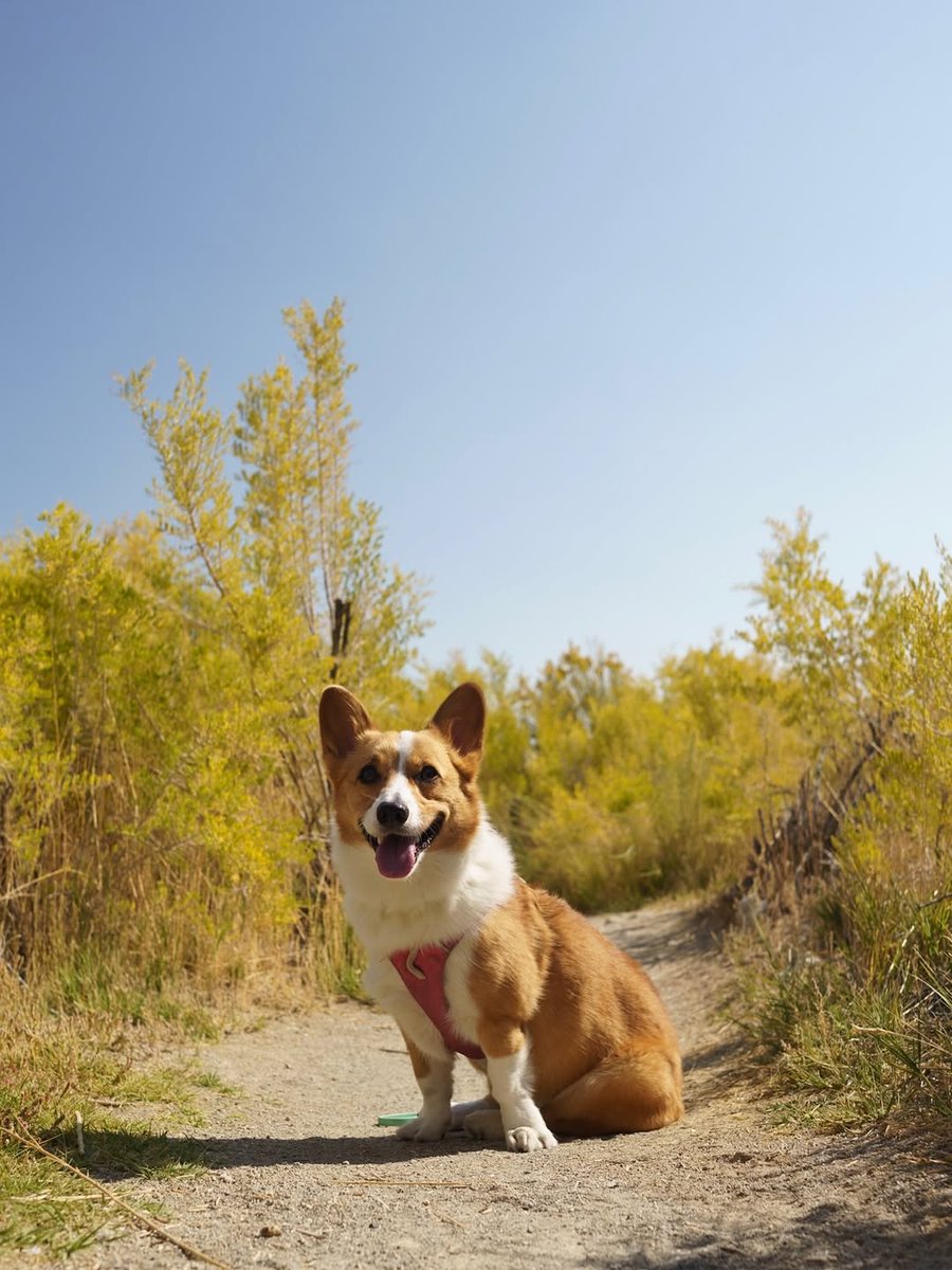 JosephineK1761's tweet image. What a sweet pup!
#HappinessIsACorgi #CorgiPlay #BestBuddies #CorgiSniff #CorgiPaw #PrincessWelshCorgi