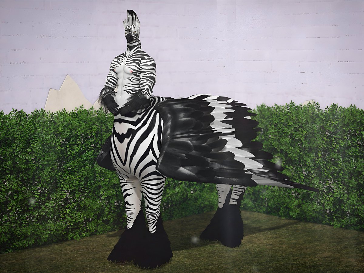 NOT a Fat Ass Zebra! tweet media