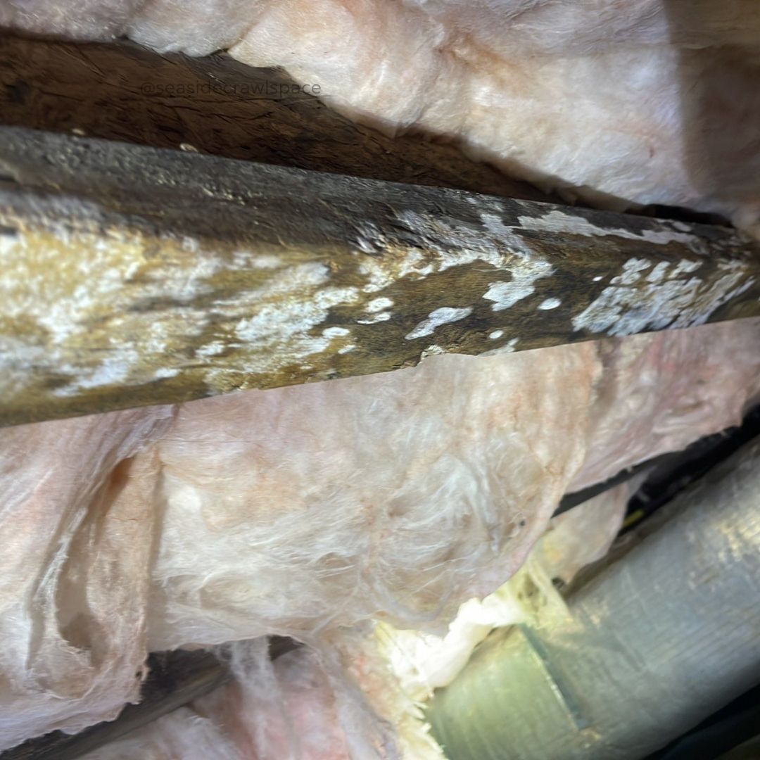 Seaside Crawl Space tweet media