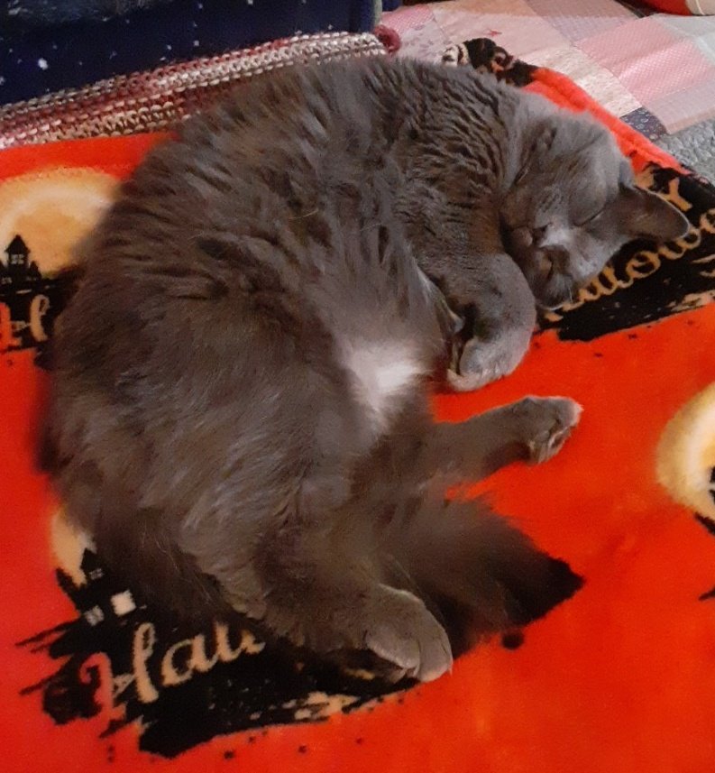 👢🧶MRSMCG 🐯🥢 tweet media