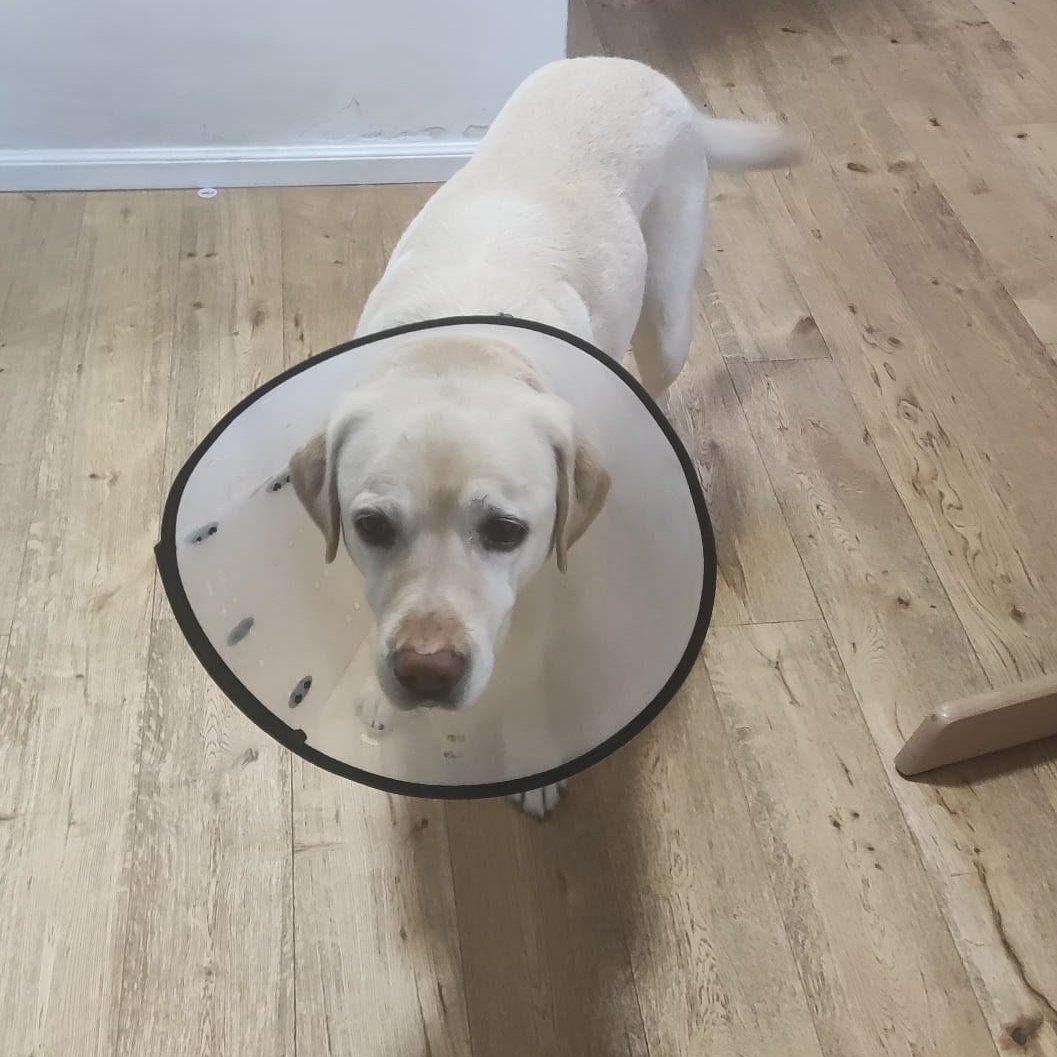 להקת אַבּוּ-חוואייג' ולהקתו tweet media