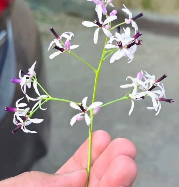 Sadaf Malik tweet media