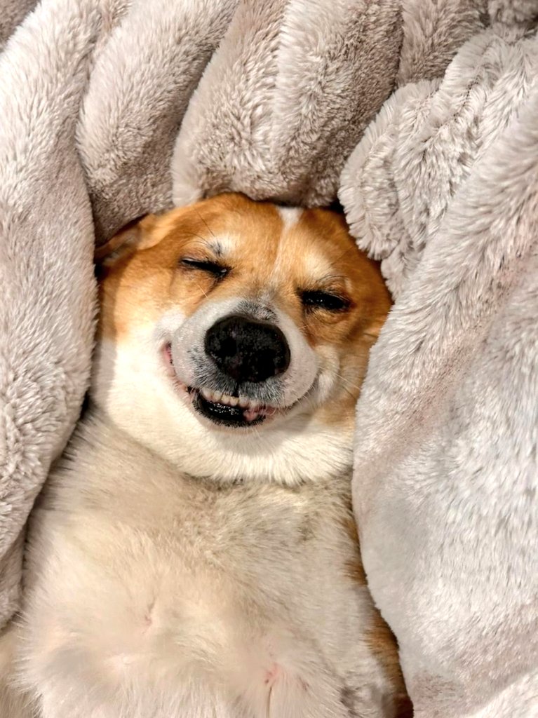 Os Moreno tweet media