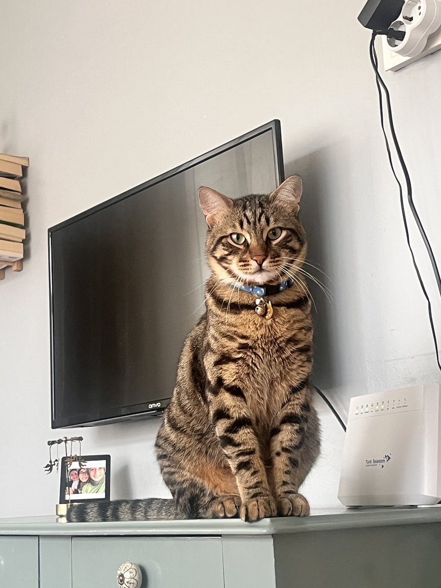 michelle 🇹🇷 tweet media