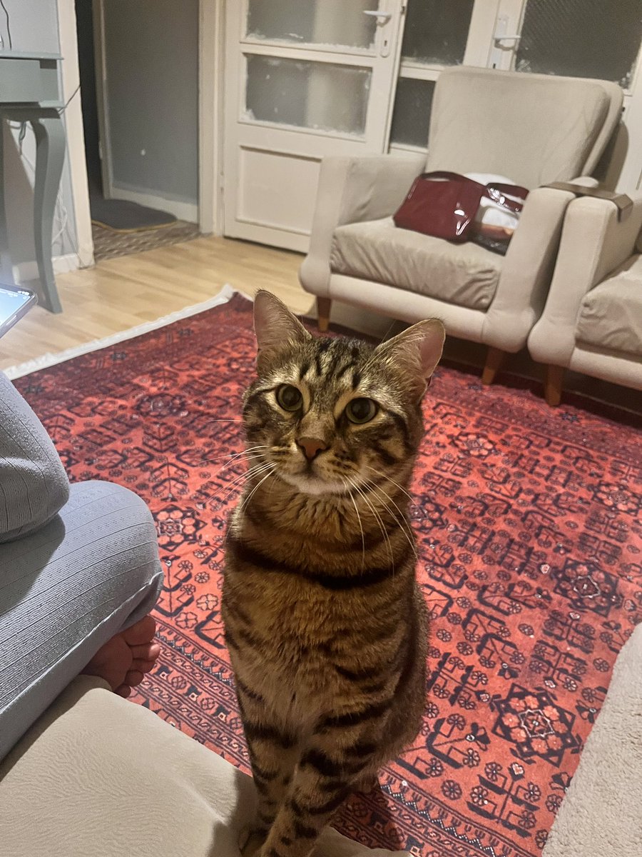 michelle 🇹🇷 tweet media