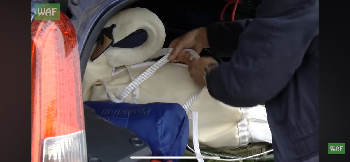 H. Wolff tweet media