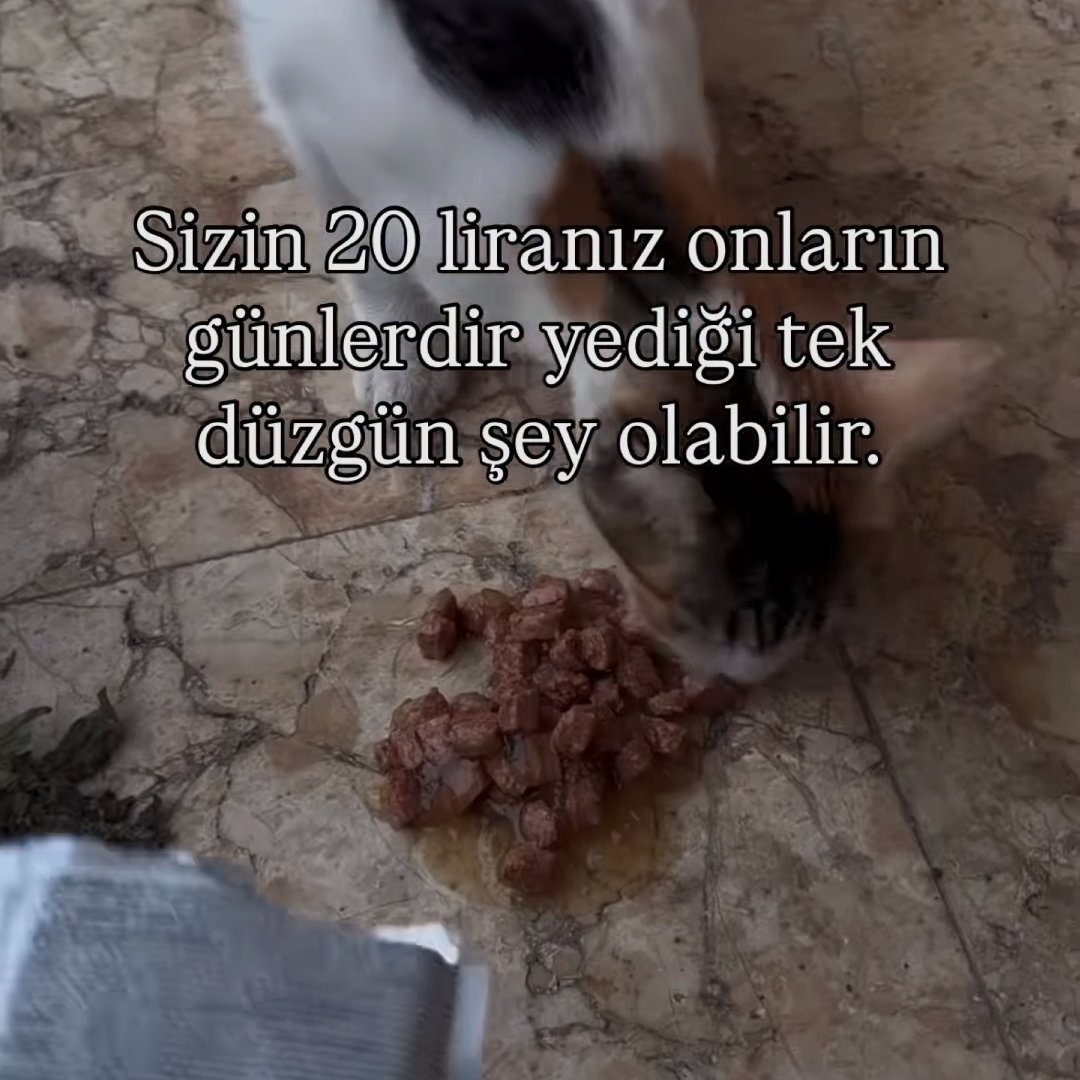 Devrimli Kek tweet media