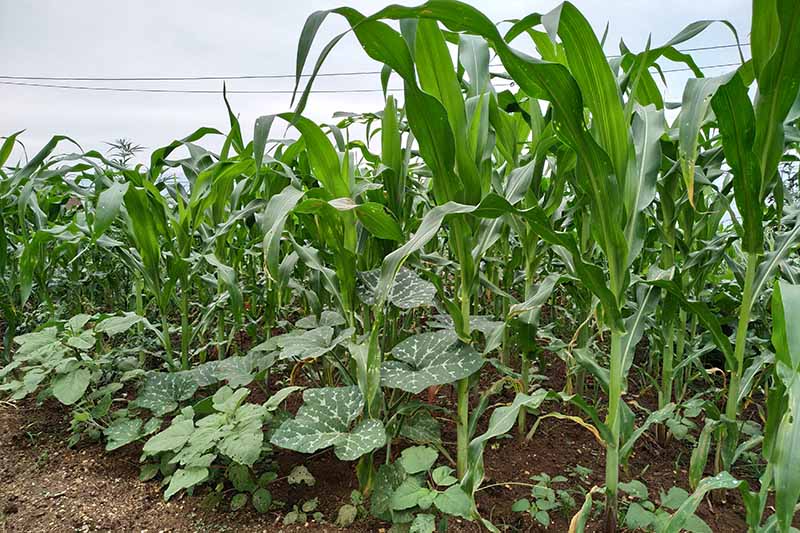 Gardeners_Path_'s tweet image. Best Companion Plants to Grow with Pumpkins - if you're growing pumpkins, you'll need to know about the best companion plants to grow with your gourds. Learn more about the best companion plants to grow with pumpkins now on Gardener's Path. gardenerspath.com/plants/vegetab… #pumpkins