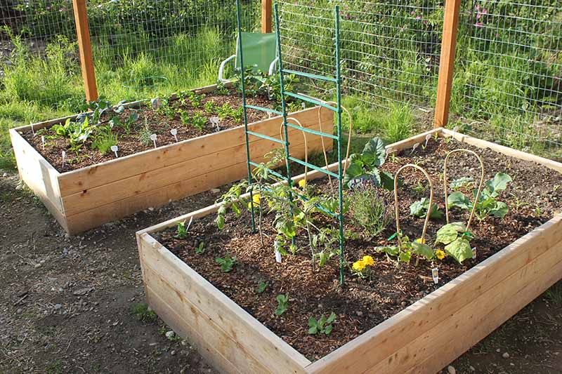 Gardeners_Path_'s tweet image. Best Companion Plants to Grow with Pumpkins - if you're growing pumpkins, you'll need to know about the best companion plants to grow with your gourds. Learn more about the best companion plants to grow with pumpkins now on Gardener's Path. gardenerspath.com/plants/vegetab… #pumpkins