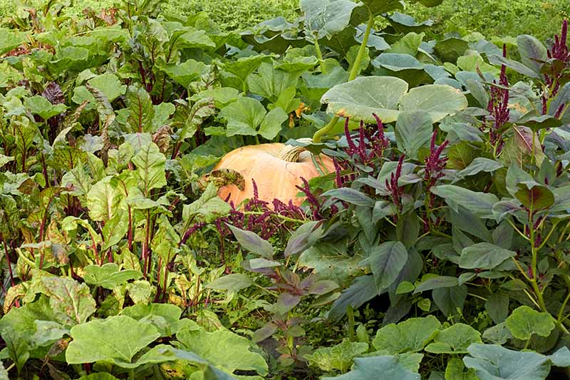 Gardeners_Path_'s tweet image. Best Companion Plants to Grow with Pumpkins - if you're growing pumpkins, you'll need to know about the best companion plants to grow with your gourds. Learn more about the best companion plants to grow with pumpkins now on Gardener's Path. gardenerspath.com/plants/vegetab… #pumpkins