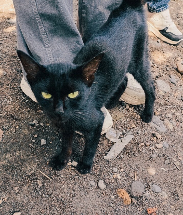 cn_chemyn's tweet photo. Kamu suka kucing warna apa?
#semuaorang 
#beranda https://t.co/Nq5AQuZJtC