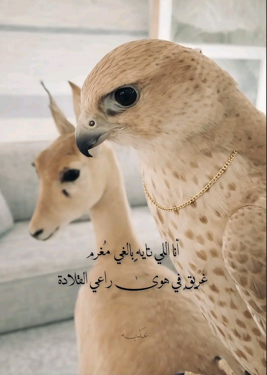 عبدالعزيز tweet media