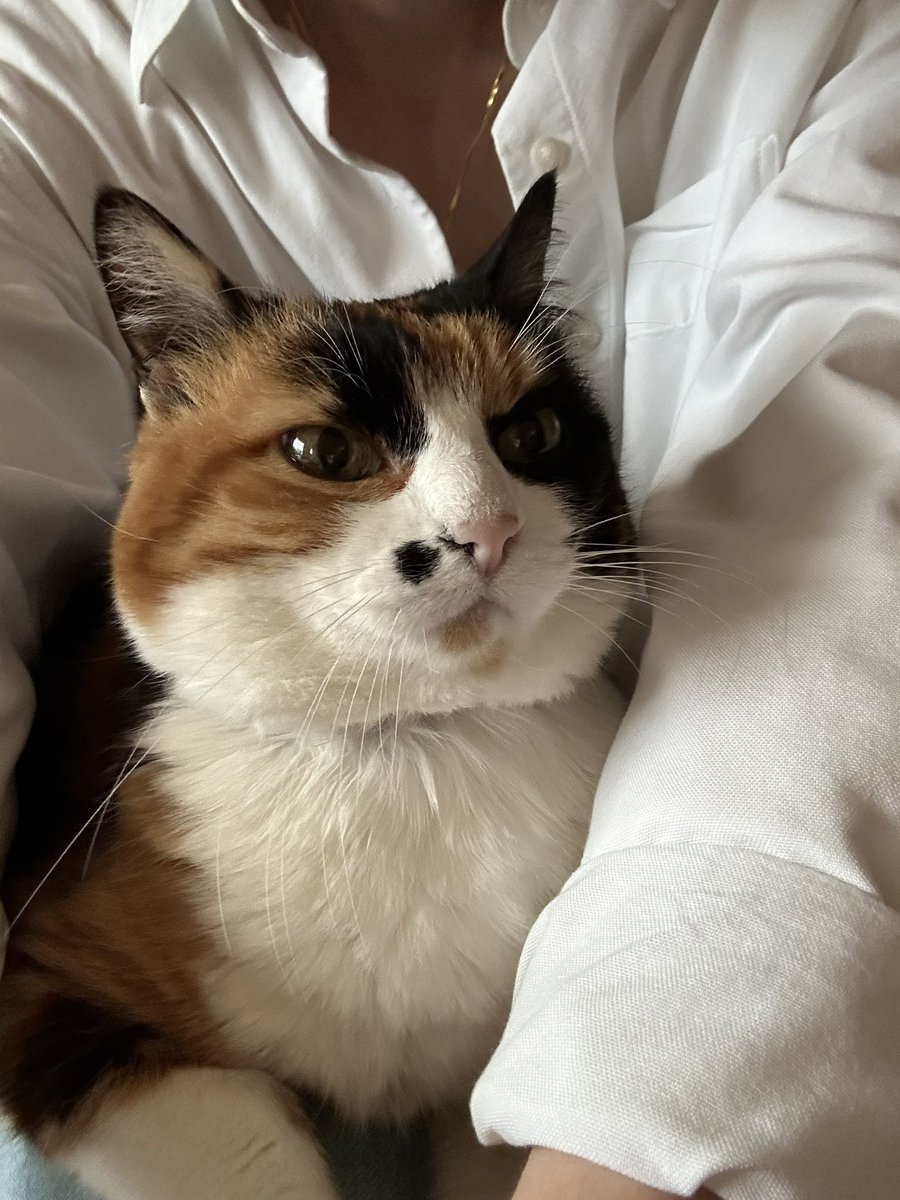 noji⁷ 🎐 tweet media