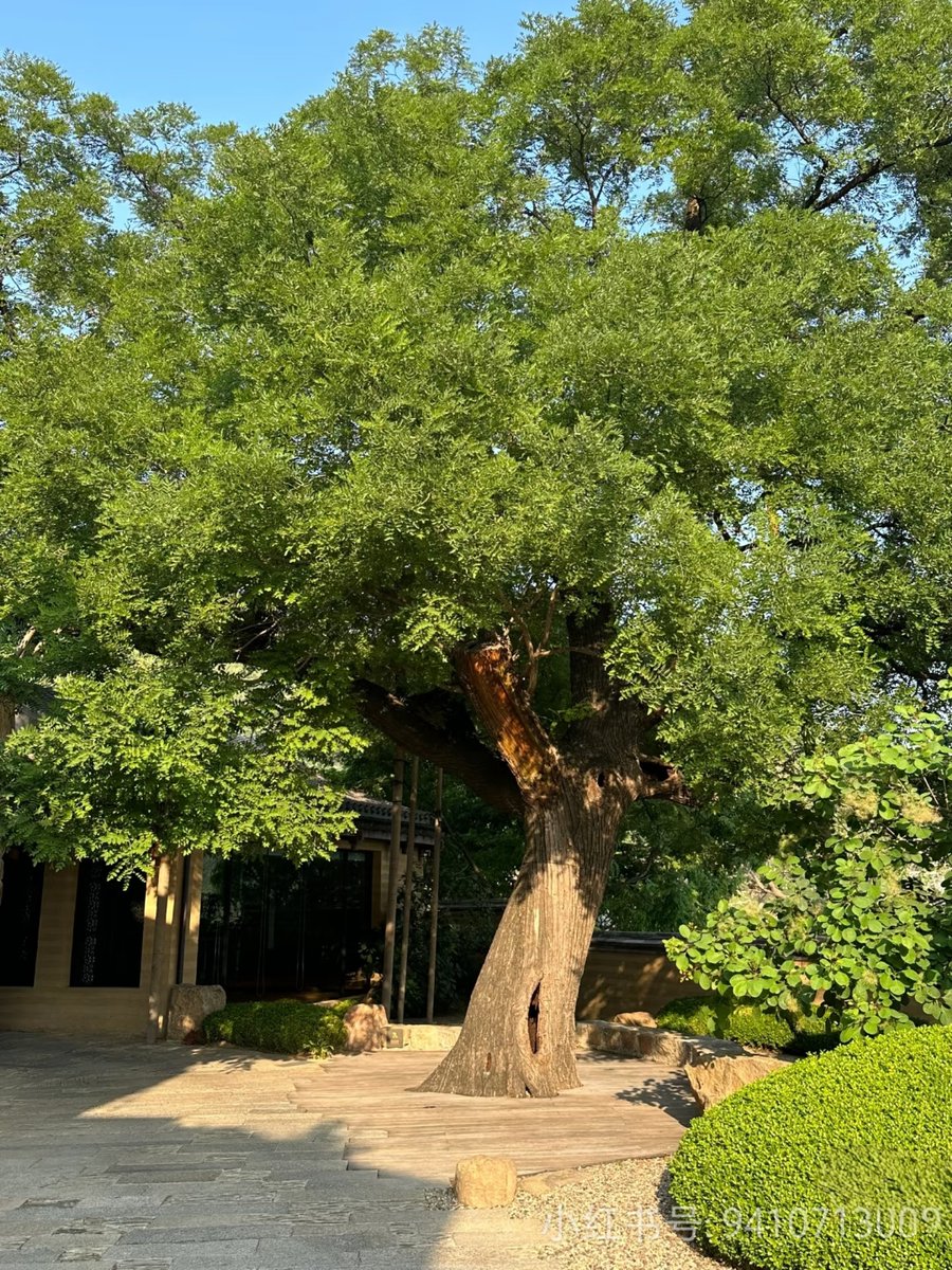 iago henrique tweet media