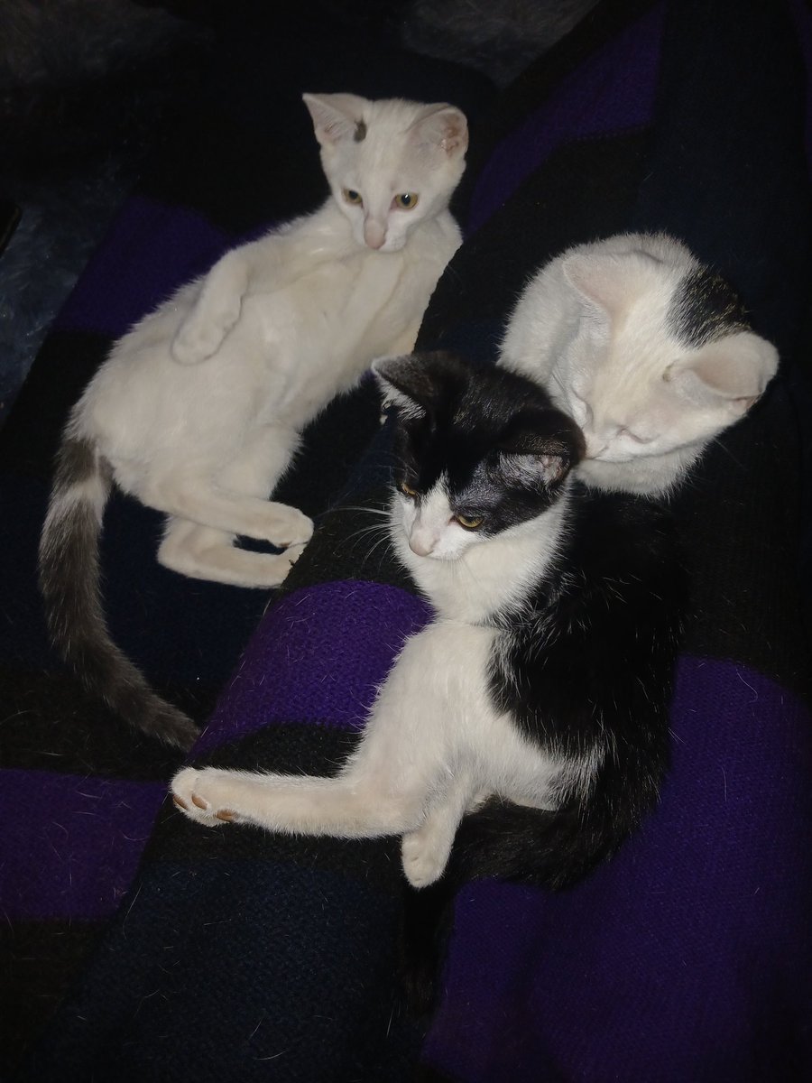 Koyokoyo tweet media