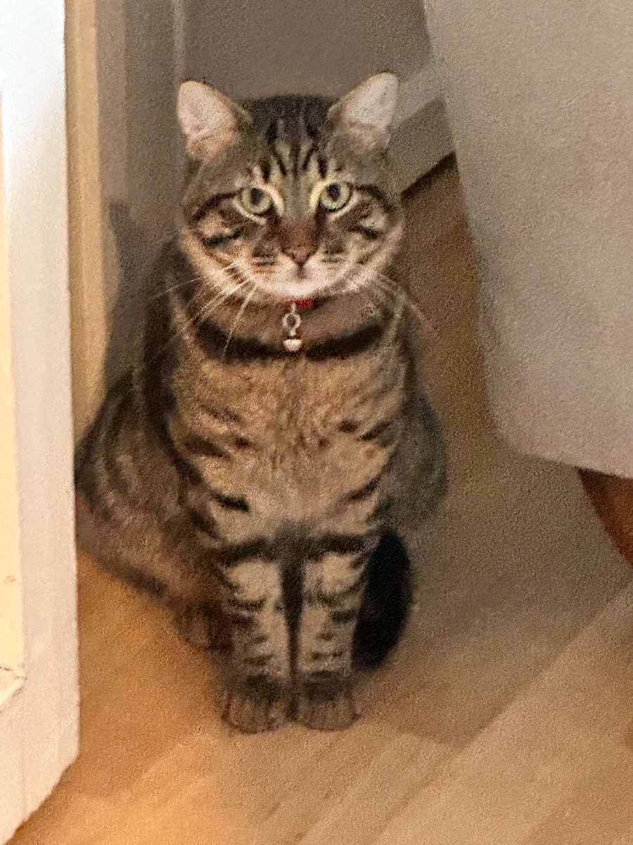 Mandalin tweet media