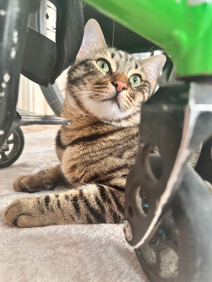 Mandalin tweet media