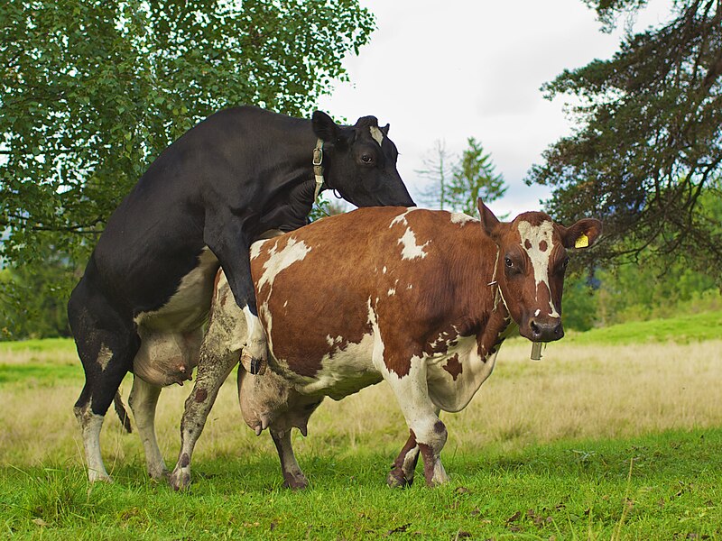 Miles K2 🇰🇪 🇷🇼 🇺🇬 tweet media