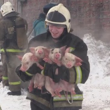 Indie 505 tweet media