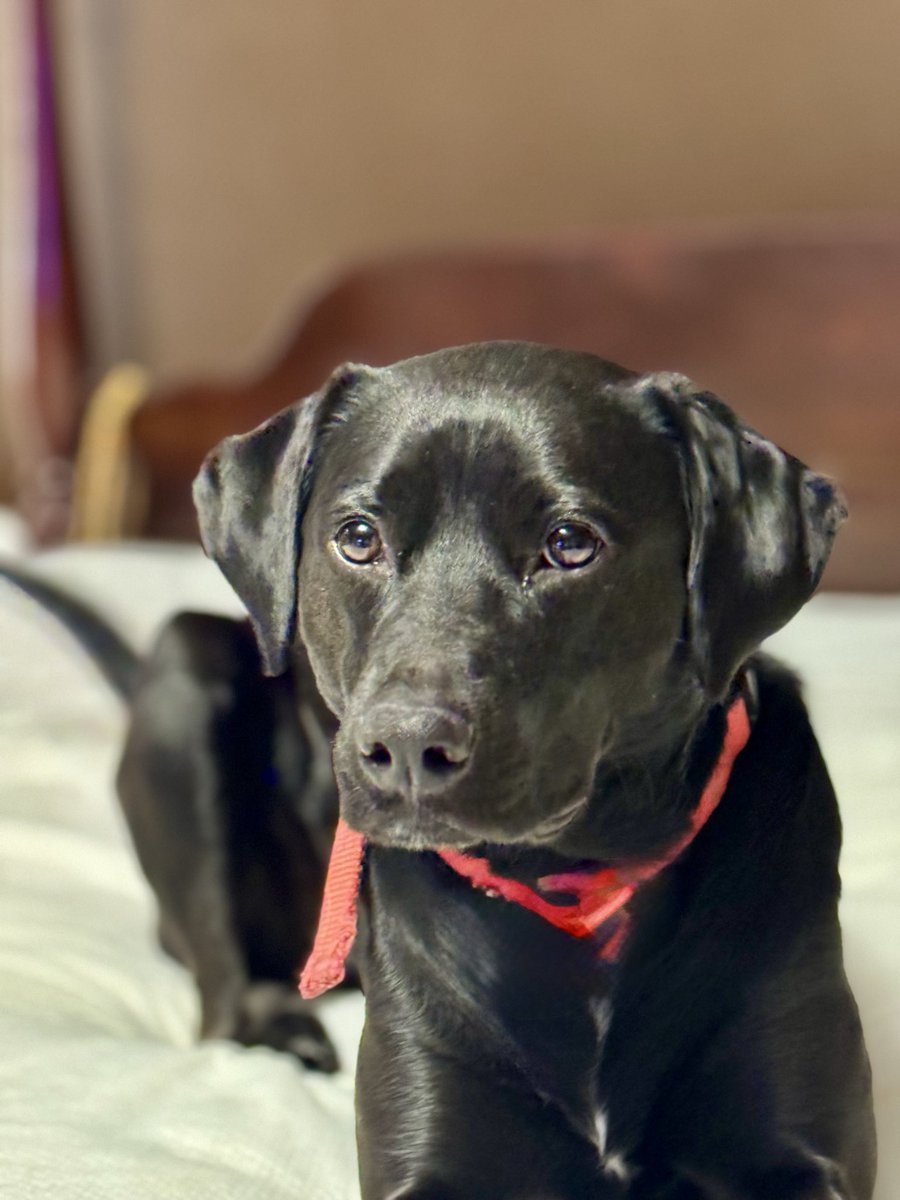 Ray Patterson tweet media