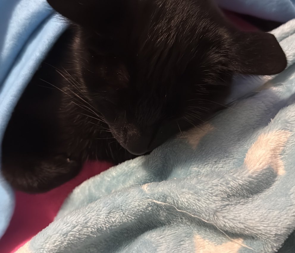 Oreowu 🎀🍒 EMERGENCY COMMISSIONS! tweet media