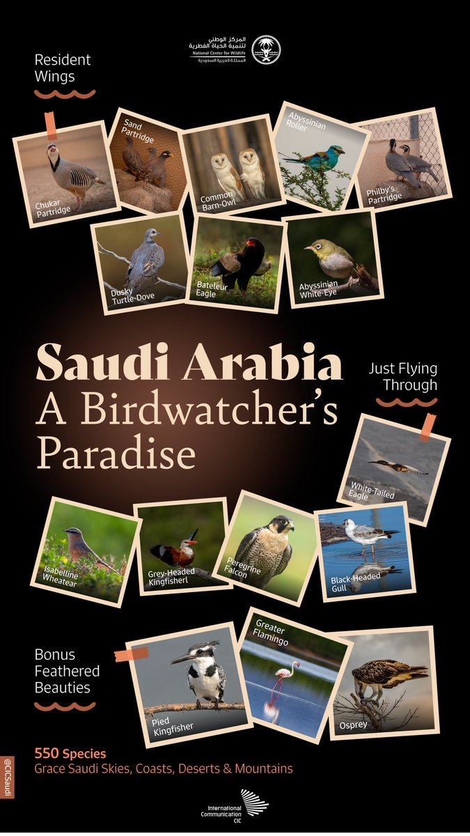 CICSaudi's tweet photo. Saudi skies belong to eagles, kingfishers, and falcons alike, each finding their place in habitats that stretch from sea to sand. https://t.co/B6GvqYah6A