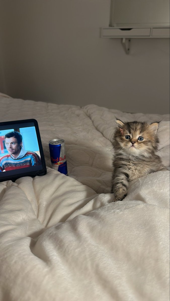 _alia3_'s tweet photo. شوفو الكياته بس🥺💞✨

#explore #قطط #cat #cats https://t.co/c8r40uusla