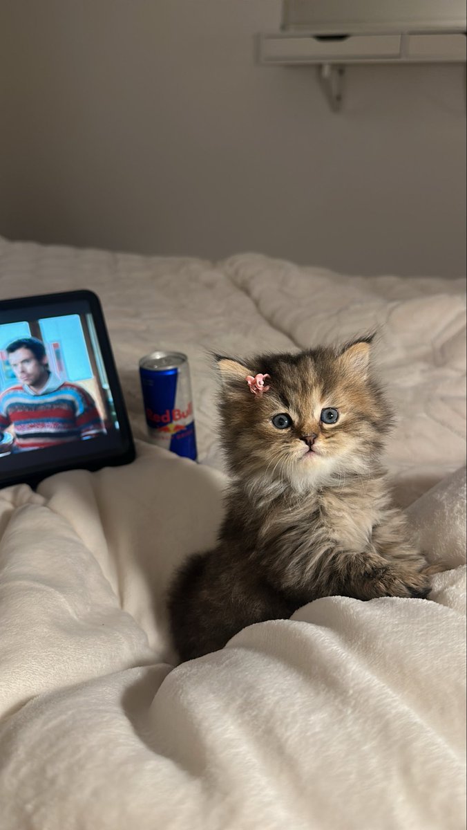 _alia3_'s tweet photo. شوفو الكياته بس🥺💞✨

#explore #قطط #cat #cats https://t.co/c8r40uusla