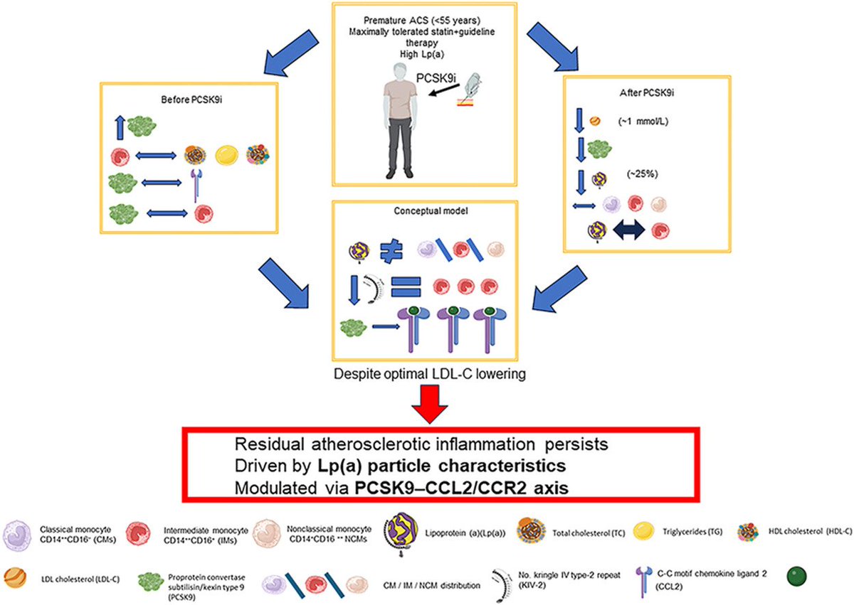 PCSK9 inhibition does not alter monocyte subset distribution in high-risk patients, but reshapes monocyte–lipoprotein interactions. An Lp(a)–intermediate monocyte link emerges, while KIV-2 repeats appear to drive inflammation more than Lp(a) levels. 
doi.org/10.1016/j.athp…