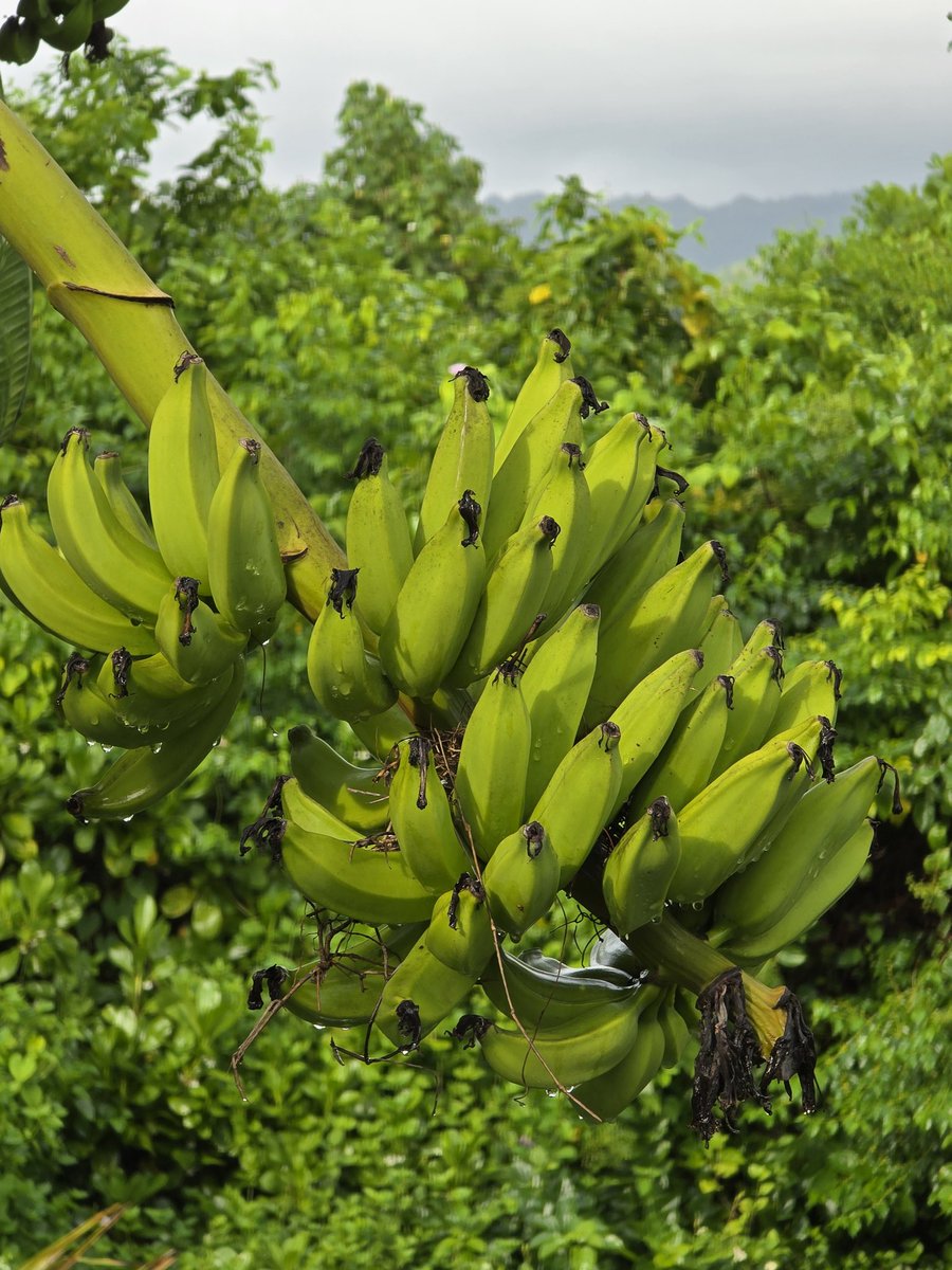 Nadejda Pommier tweet media