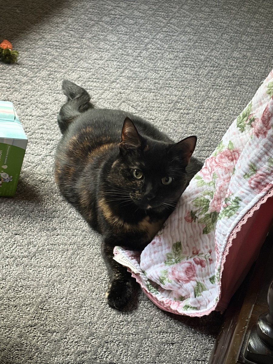 j ‧₊˚ ✧.* ‧ ˘͈ᵕ˘͈ tweet media