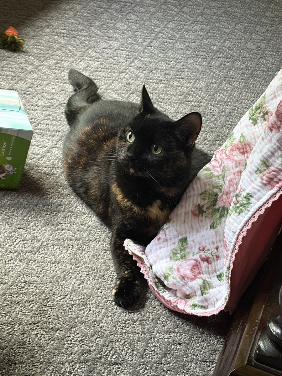 j ‧₊˚ ✧.* ‧ ˘͈ᵕ˘͈ tweet media