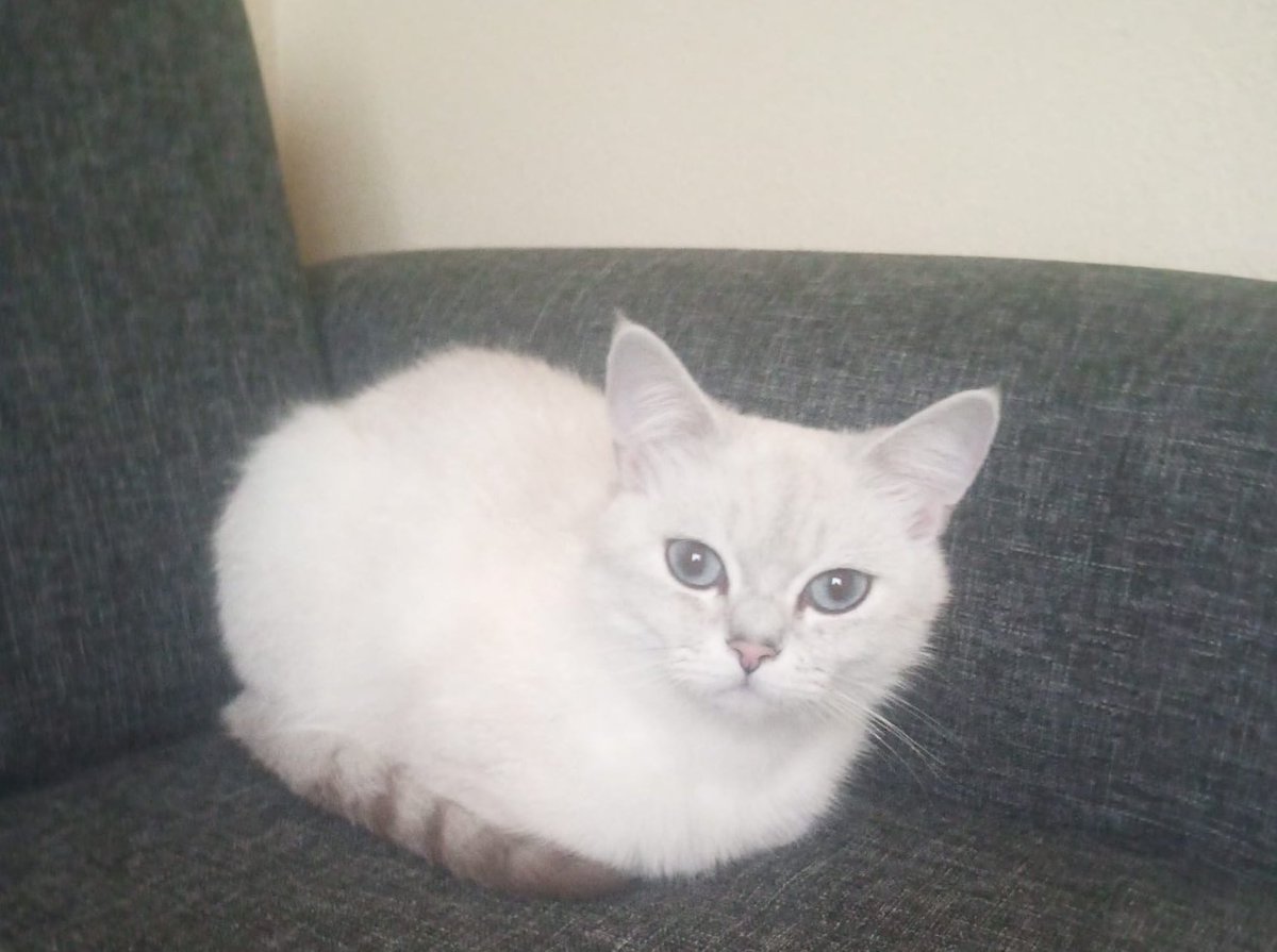 Ayşe Özer tweet media