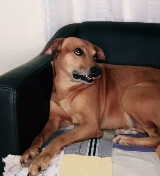 dj buceta tweet media