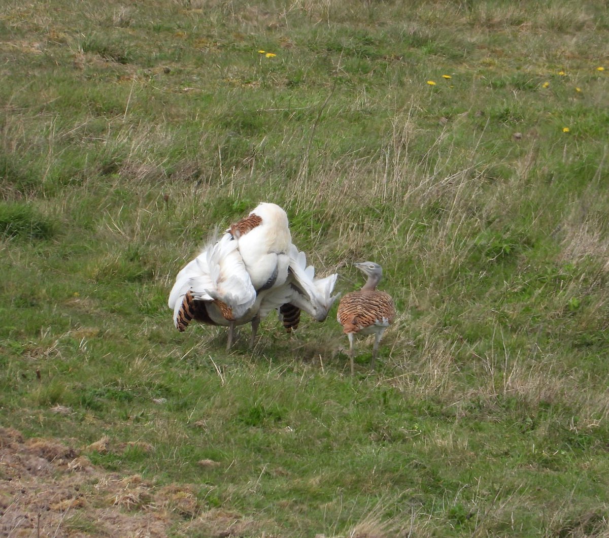 Great Bustard Group tweet media
