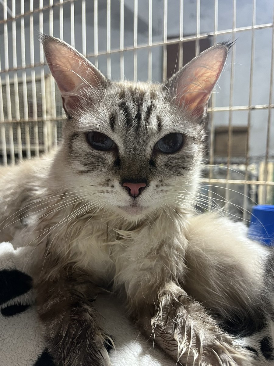 Abrigo Meimei tweet media